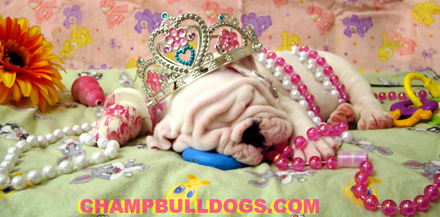 English Bulldog picture